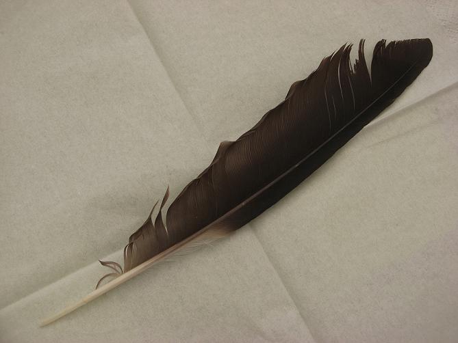Penna - Cornacchia grigia (Corvus corone cornix)